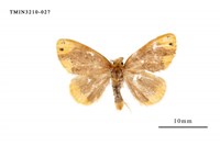 藏品(雙斑黃毒蛾)的圖片